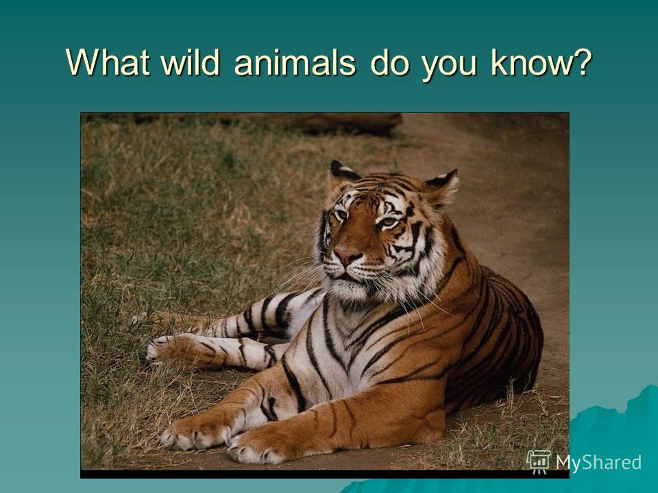 What wild animals do you know?