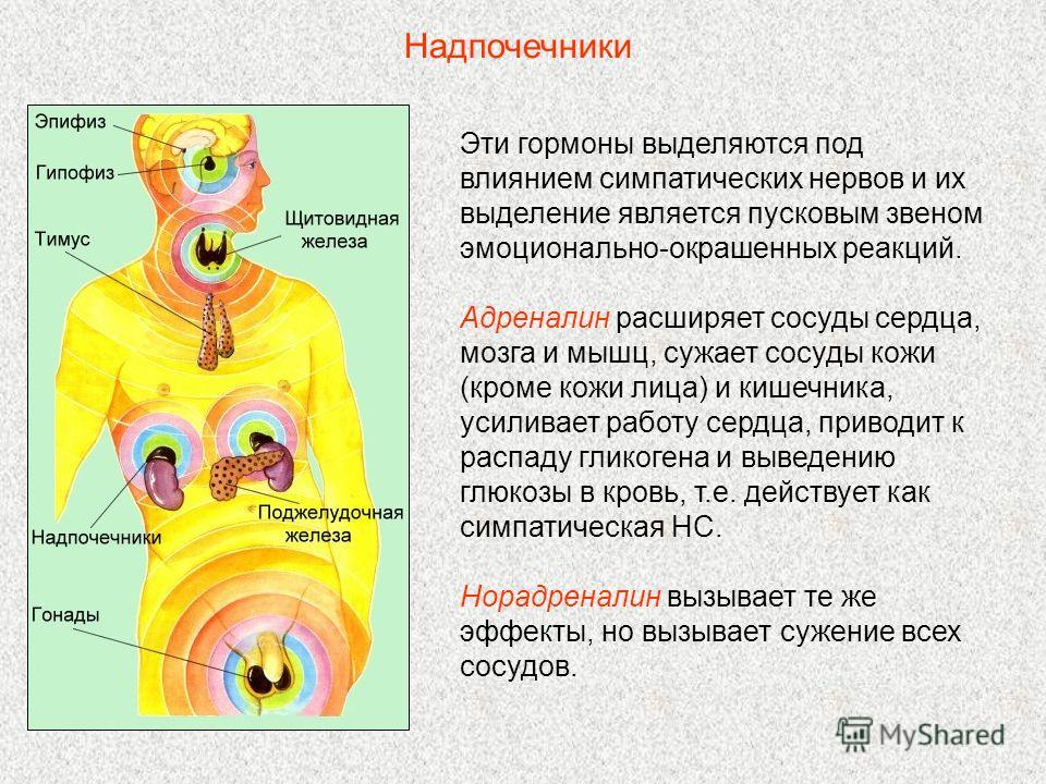 Какие гормоны влияют на нашу кожу Какие гормоны влияют на нашу кожу