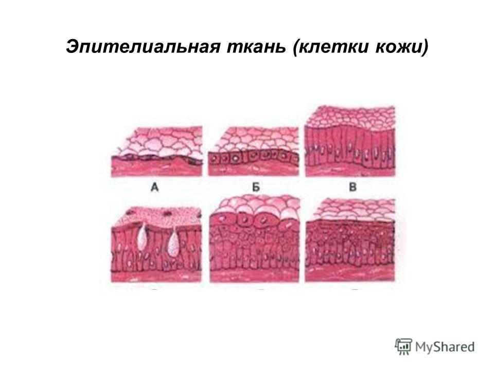 Эпителиальная ткань презентация