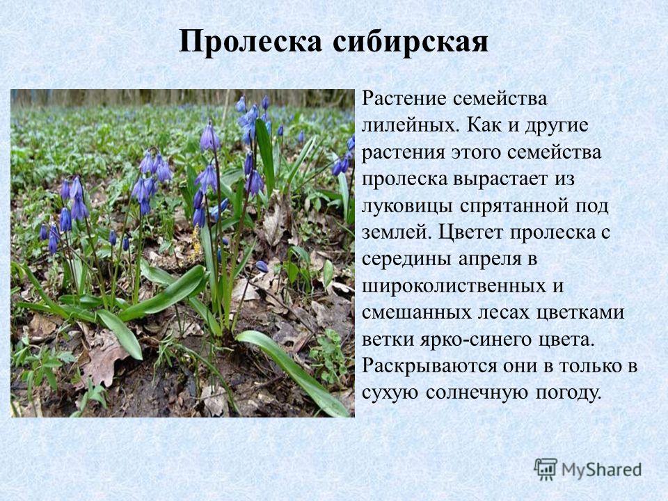 Удобрение для гортензии розовой Удобрение для гортензии розовой