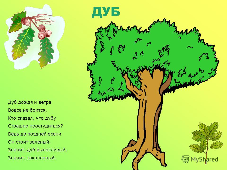 Стих о дереве осень Стих о дереве осень