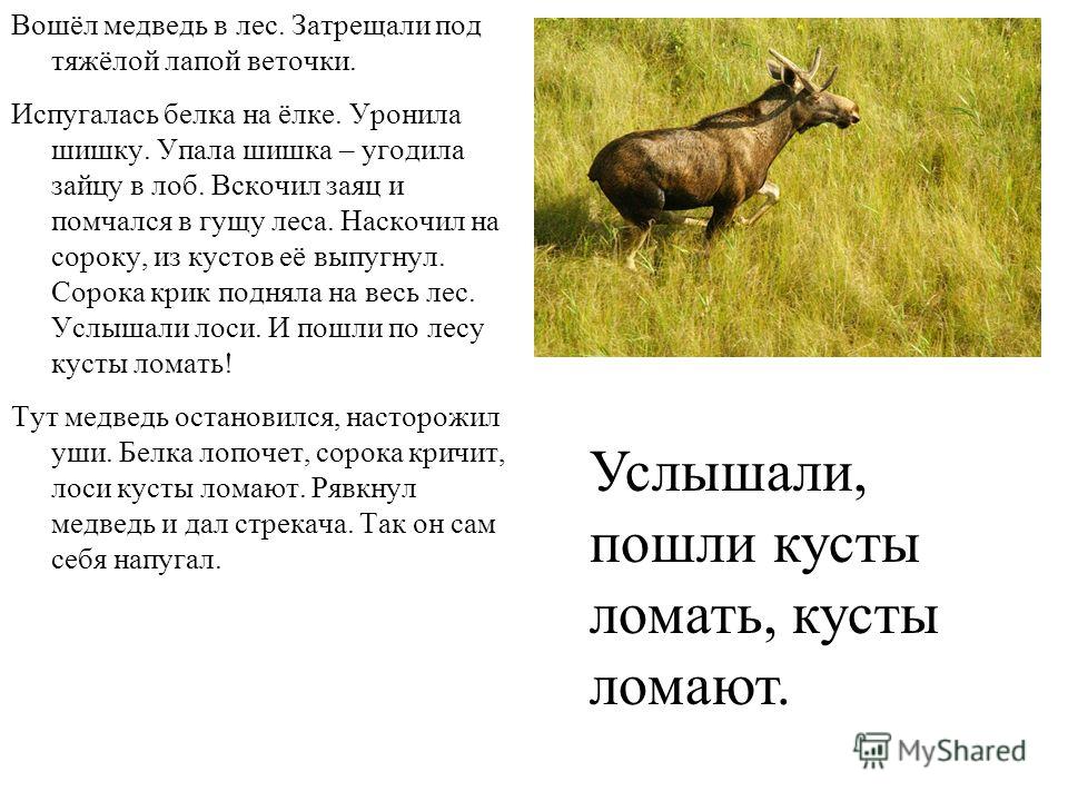Как медведь сам себя напугал изложение 3