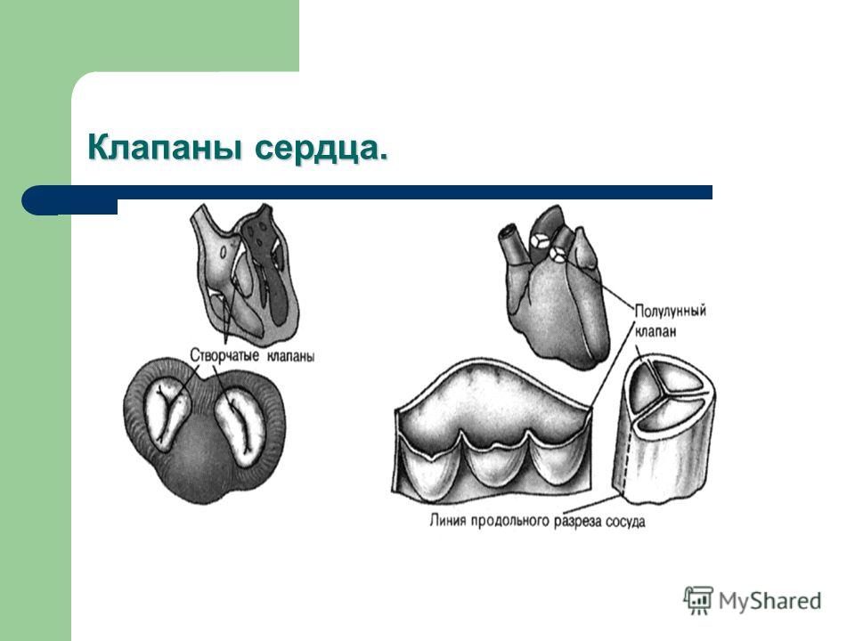 Клапаны сердца человека где и какой находится Презентация на тему: "Сердечно - сосудистые заболевания Выполнили ученицы 9б кла