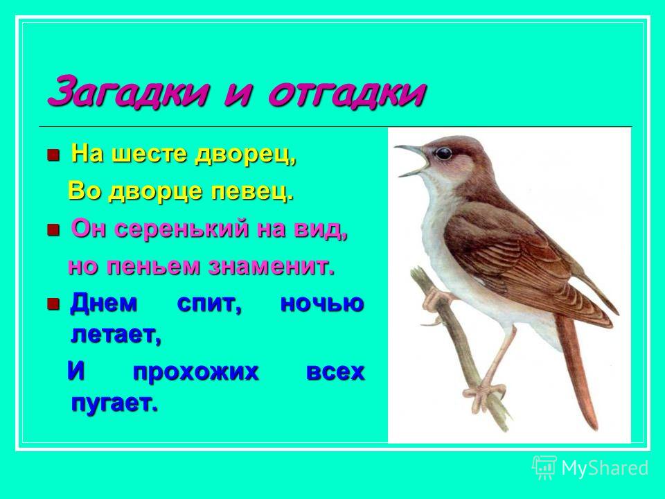 Днем спит ночью летает что это Днем спит ночью летает что это