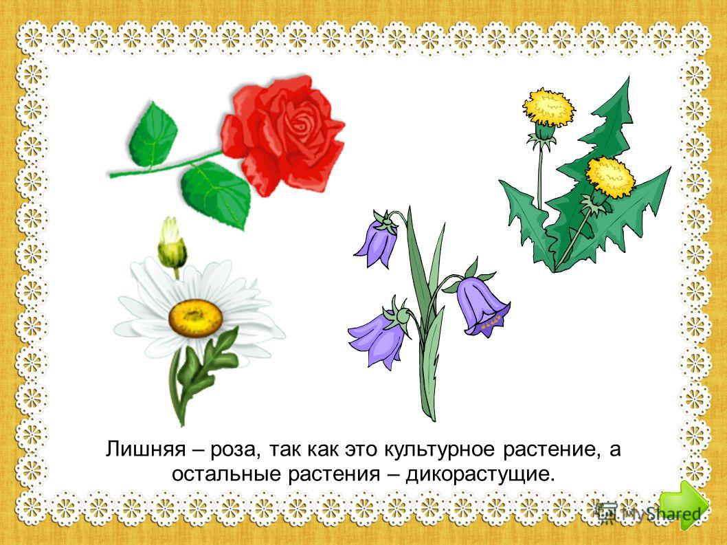 Я вам что цветок что лишнее Я вам что цветок что лишнее