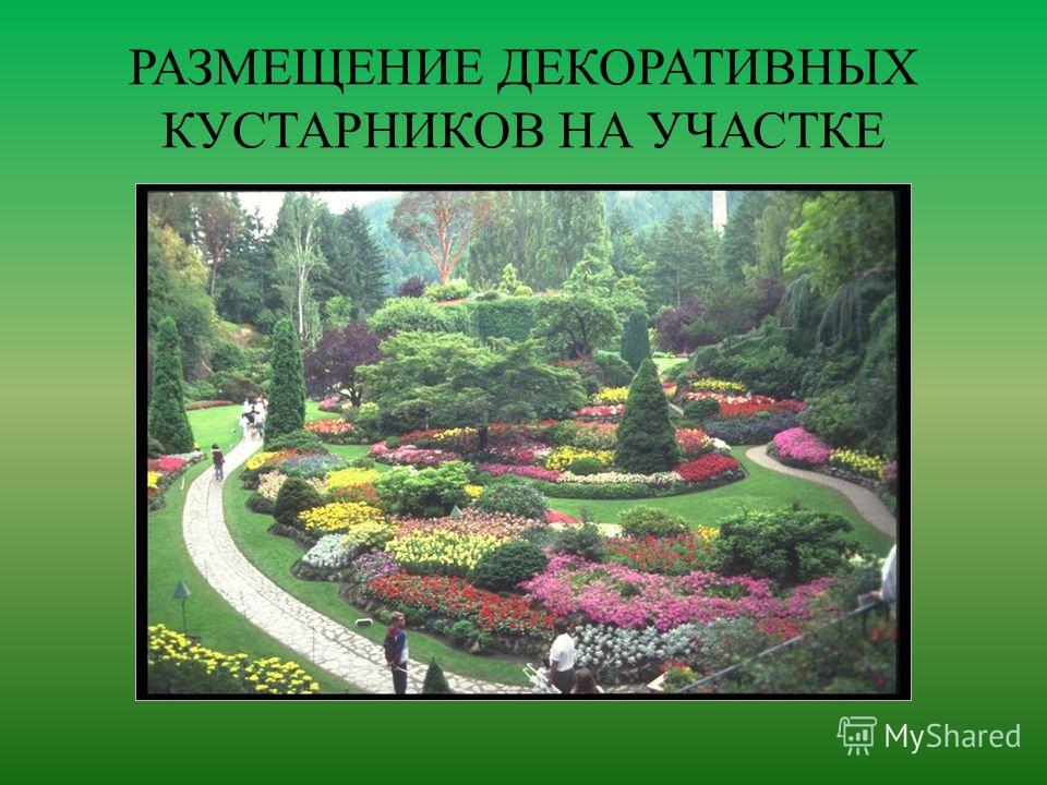 Курсовая работа по теме Декоративные деревья и кустарники, используемые в озеленении Курсовая работа по теме Декоративные деревья и кустарники, используемые в озеленении