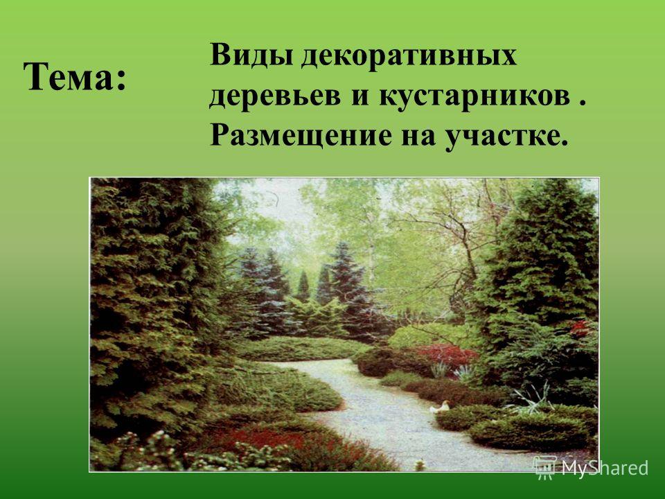 Курсовая работа по теме Декоративные деревья и кустарники, используемые в озеленении Курсовая работа по теме Декоративные деревья и кустарники, используемые в озеленении