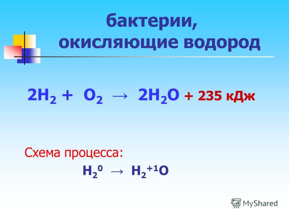 бактерии, окисляющие водород 2H 2 + O 2 2H 2 O + 235 кДж Схема процесса: H 2 0 H 2 +1 O