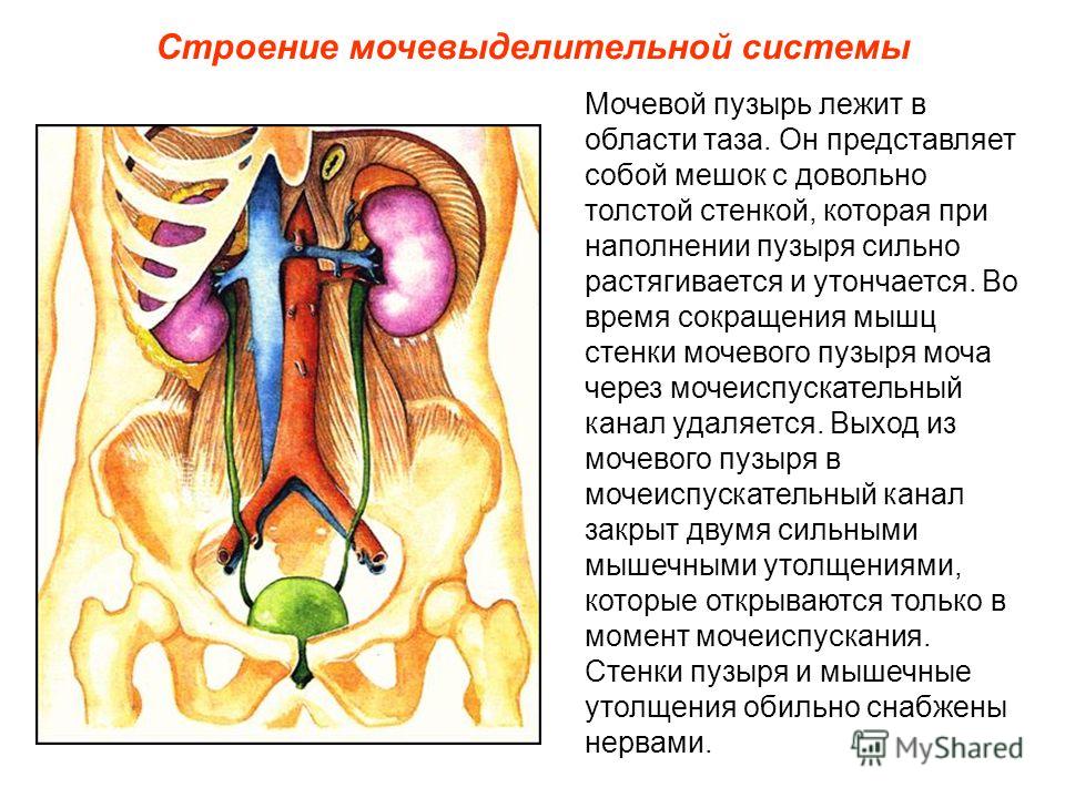 Презентацию На Тему Мочевыделительная Система