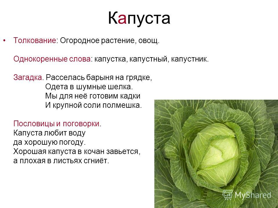 Капуста стих о ней Капуста стих о ней