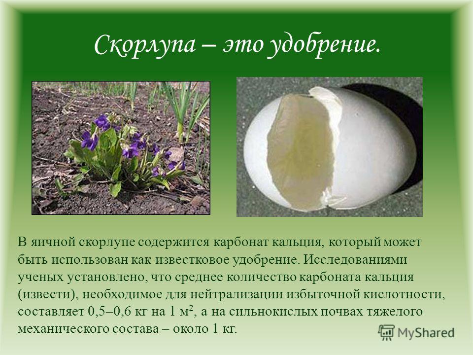 Петрушка как удобрение Петрушка как удобрение