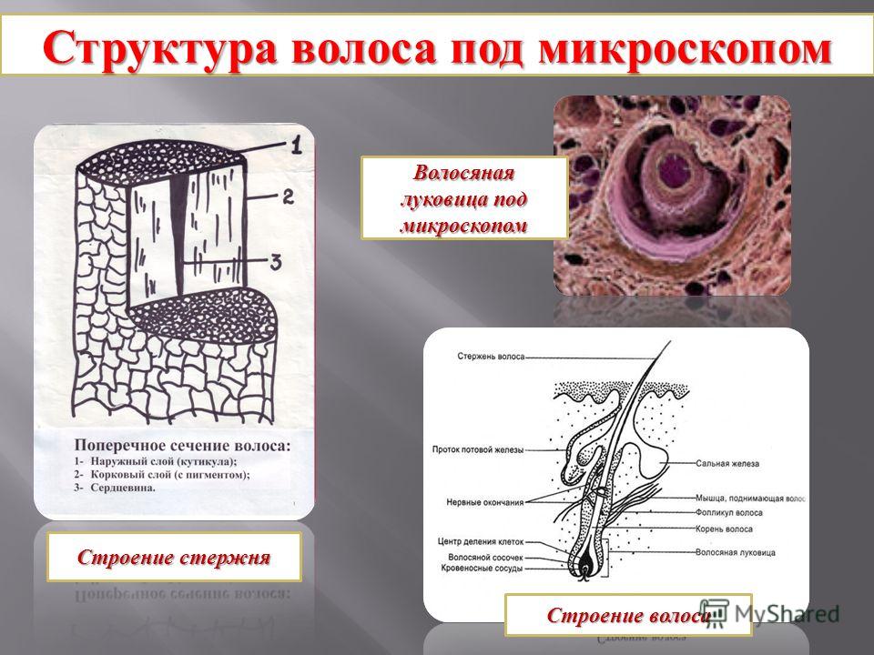 луковица под микроскопом фото