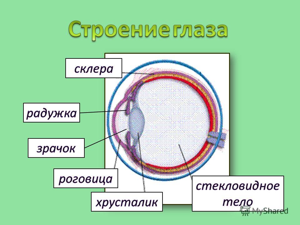 Физика 8 класс глаз и зрение - Basanova.ru