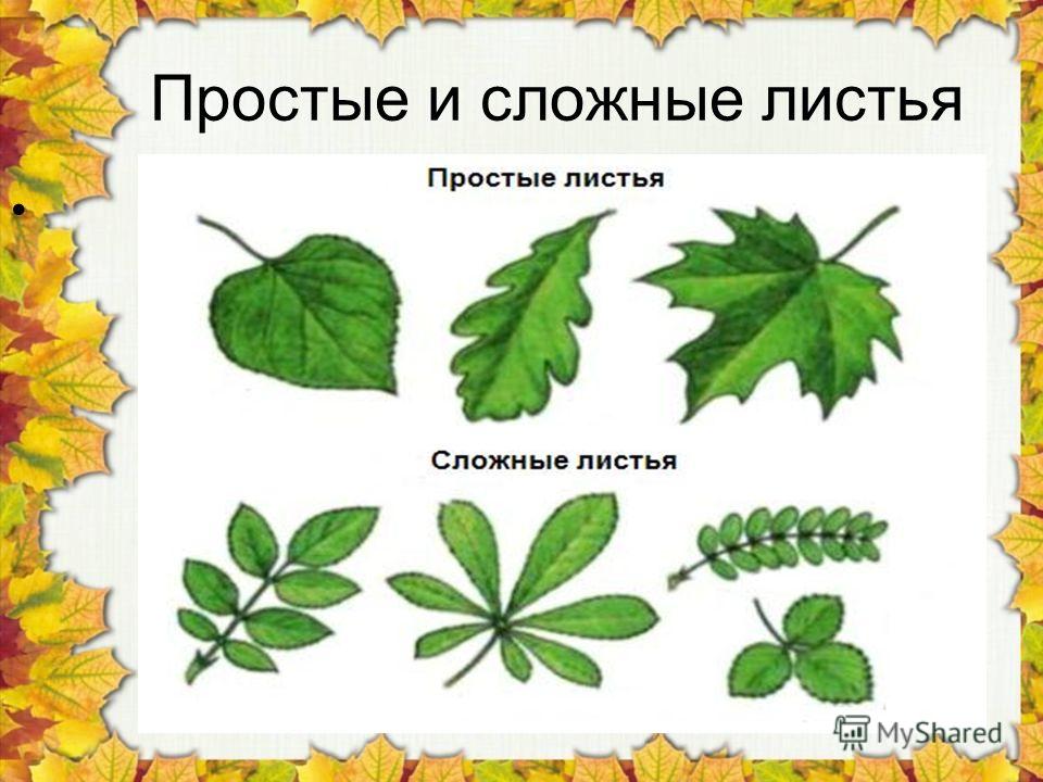 Проект листья 1 класс