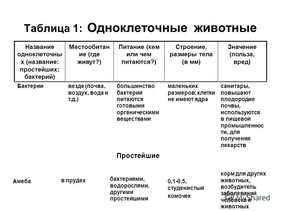 Реферат: Таблица по биологии амебы и прочие твари