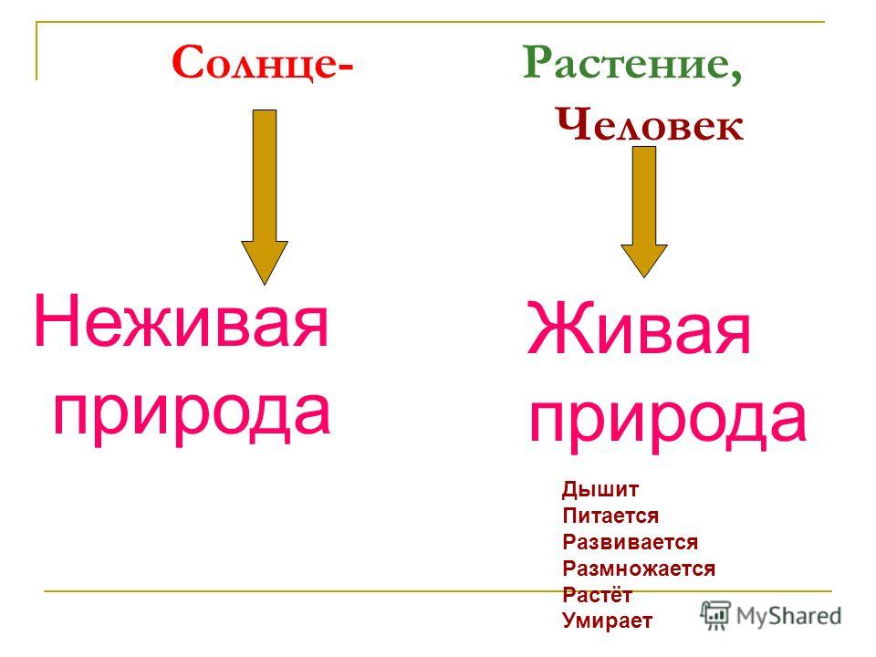 Схема живой природы с неживой Схема живой природы с неживой