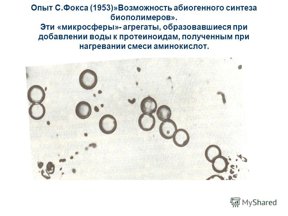 Опыт С.Фокса (1953)»Возможность абиогенного синтеза биополимеров». Эти «микросферы»- агрегаты, образовавшиеся при добавлении воды к протеиноидам, полученным при нагревании смеси аминокислот.