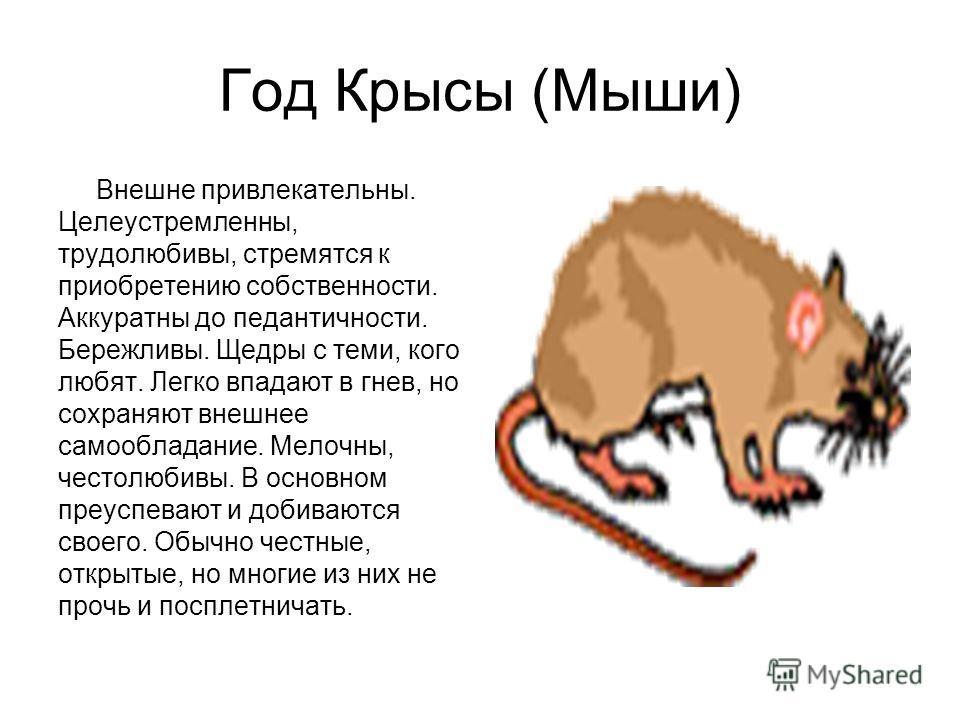 Freshstyle - стильная модная одежда для всей семьи Мужчина Крыса