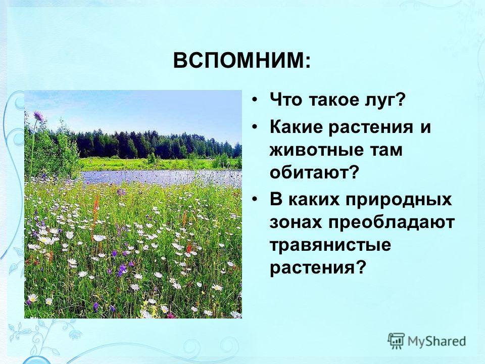ВСПОМНИМ: Что такое луг? Какие растения и животные там обитают? В каких природных зонах преобладают травянистые растения?