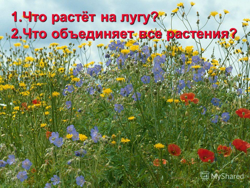 Какие растения растут на лугу 39