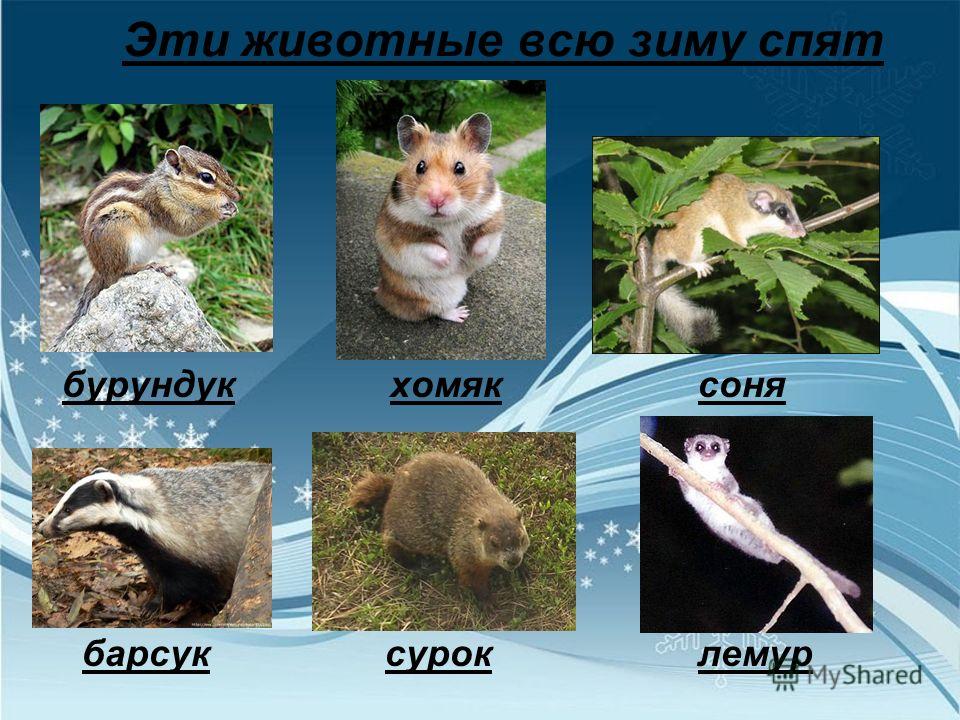 Картинки зверей которые спят зимой Картинки зверей которые спят зимой