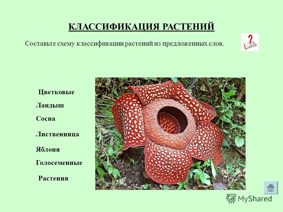 Классификация пеларгоний: сорта, виды, группы Цветок в доме Каталог миниатюрных фиалок Екатерины Зыбиновой