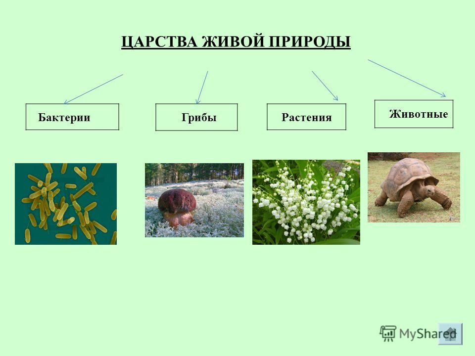 Факторы среды. Коллаж Удоба - бесплатный конструктор образовательных ресурсов