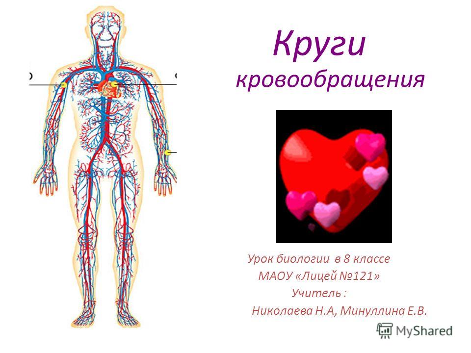 Лабораторная работа функции венозных клапанов 8 класс по учебнику колесова маша и беляева