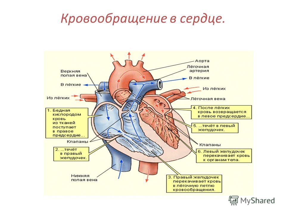 Здоровье Википедия Елочная игрушка своими руками на конкурс в школу и детский
