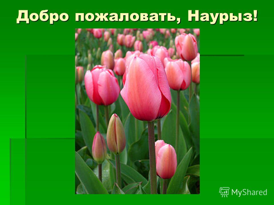 Картинки с наурызом и весной Картинки с наурызом и весной