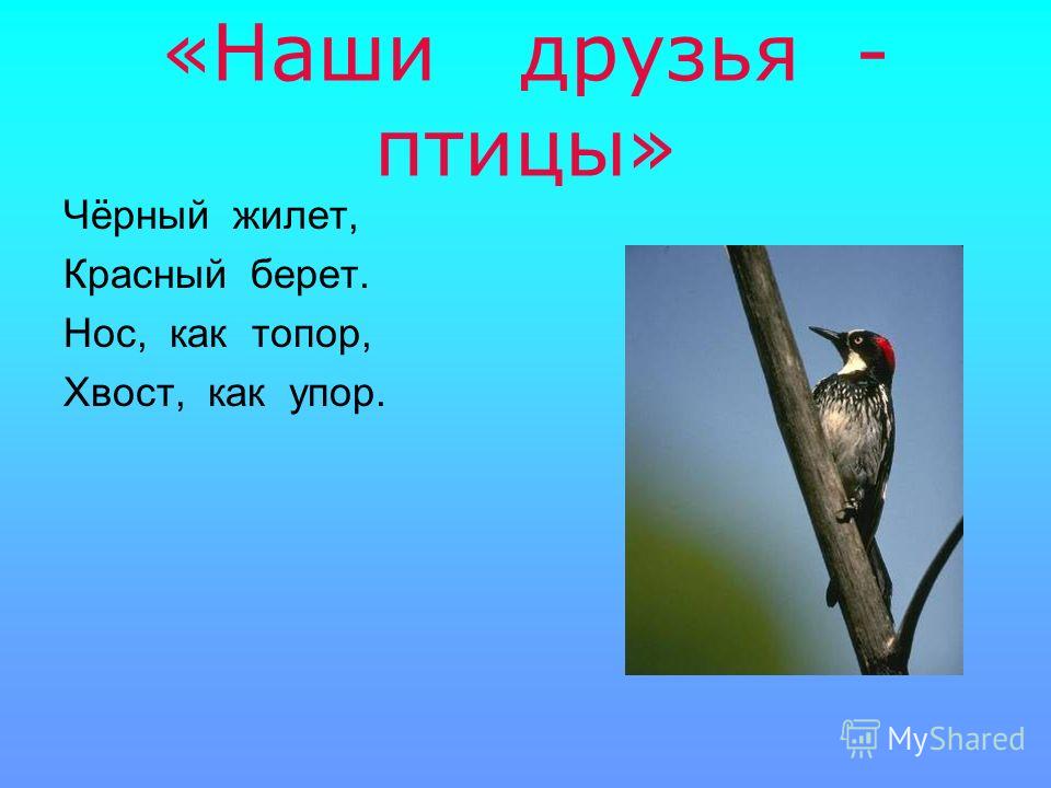 Птицы наши друзья проект 3 класс Презентация "Птицы наши друзья" (1 класс) по технологиям скачать проект