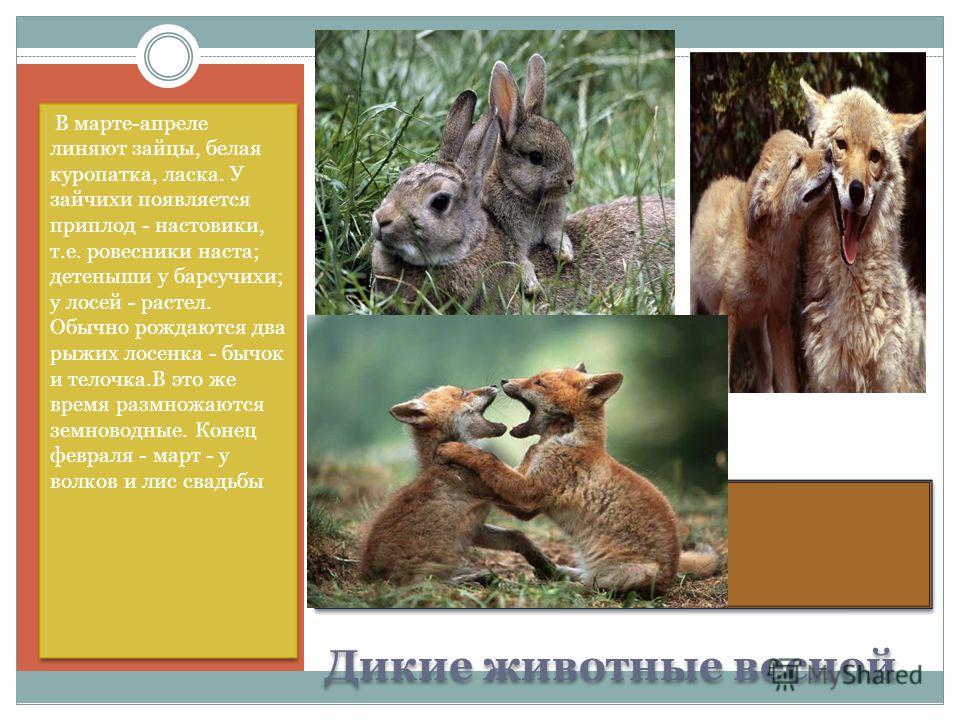Дикие животные ранней весной картинки Дикие животные ранней весной картинки