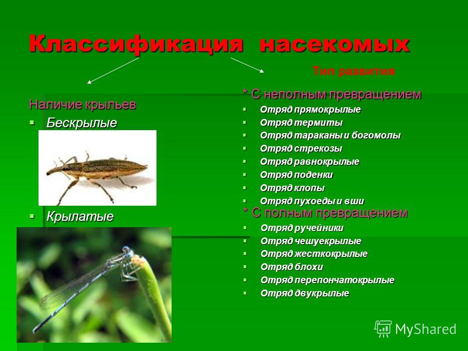 Картинки по запросу классификация насекомых