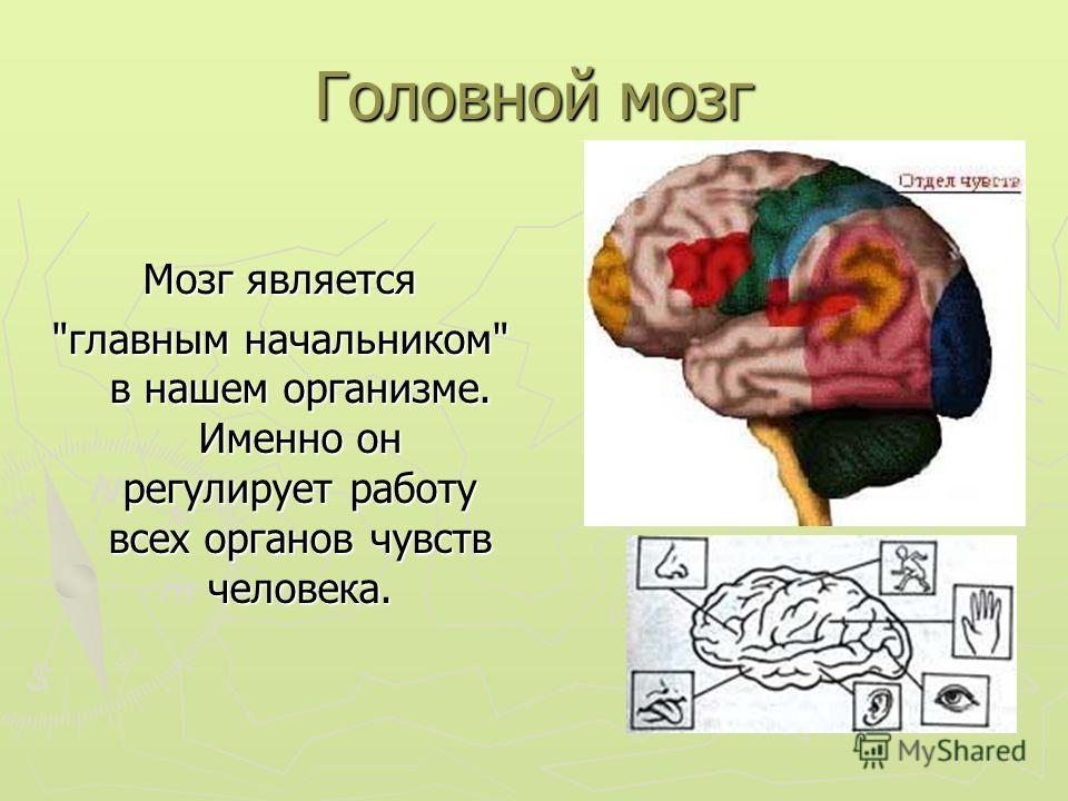 Головной мозг Мозг является главным начальником в нашем организме. Именно он регулирует работу всех органов чувств человека.