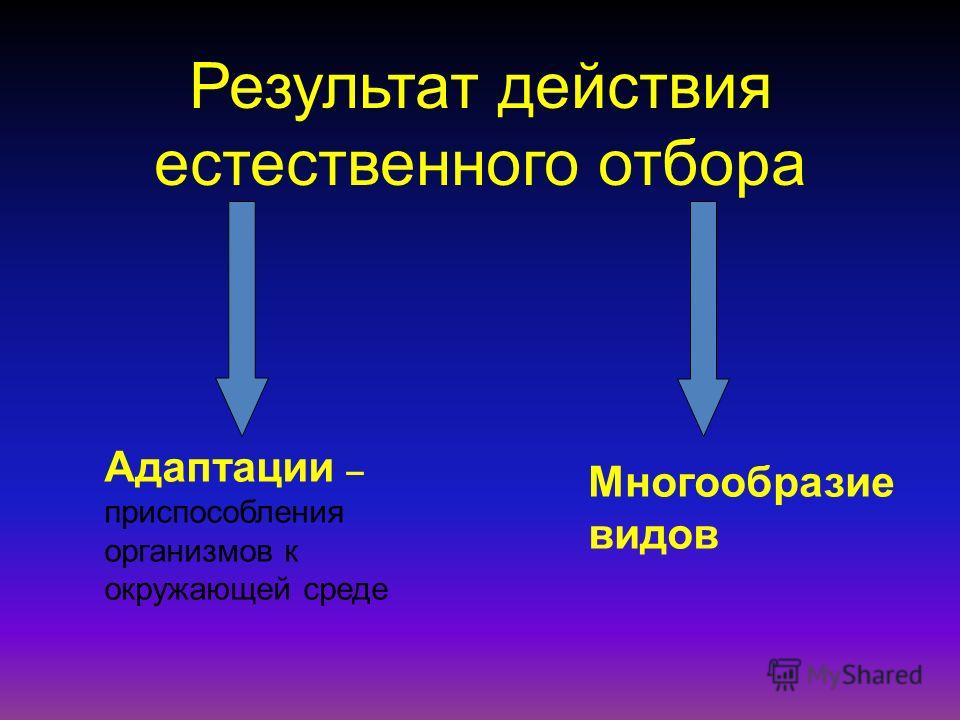 Результаты естественного отбора презентация