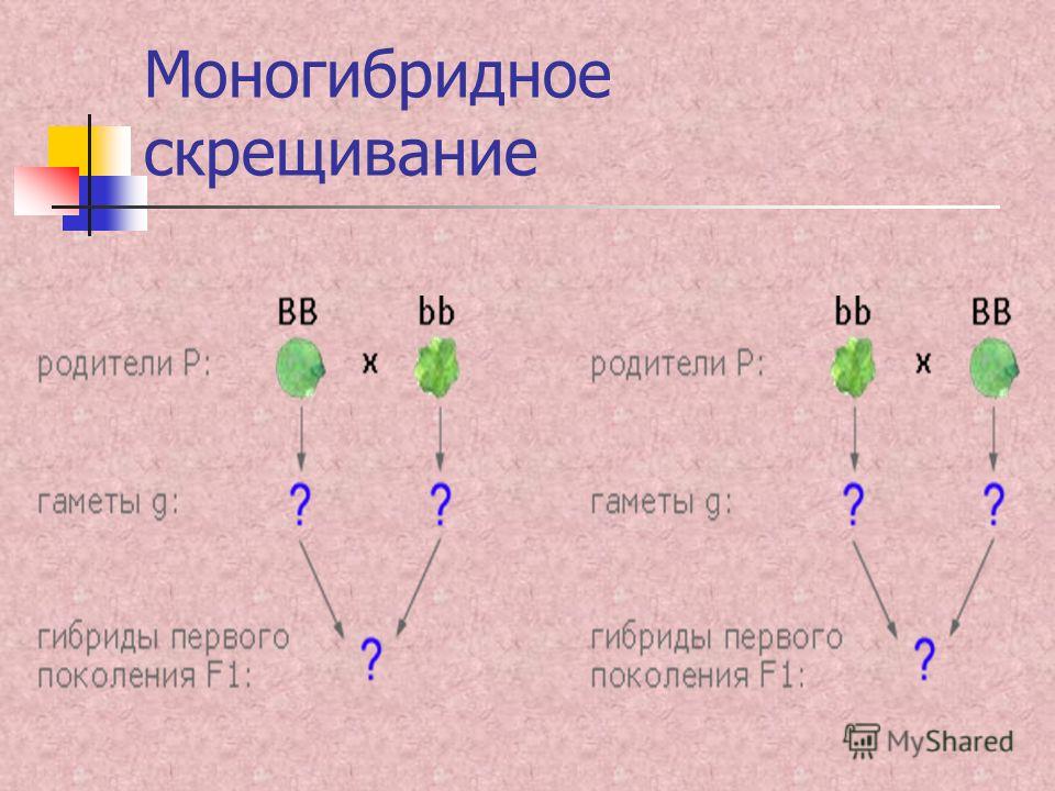 Законы менделя презентация 10 класс