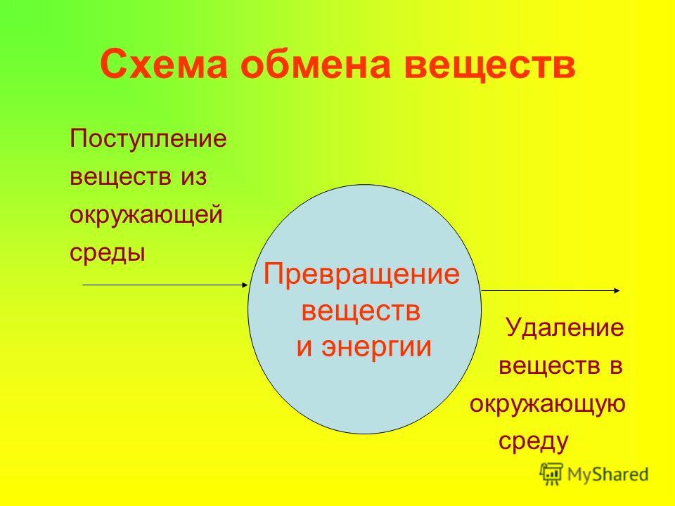 Урок по биологии 6 класс обмен веществ