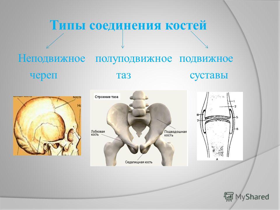 Полуподвижные суставы это Полуподвижные суставы это