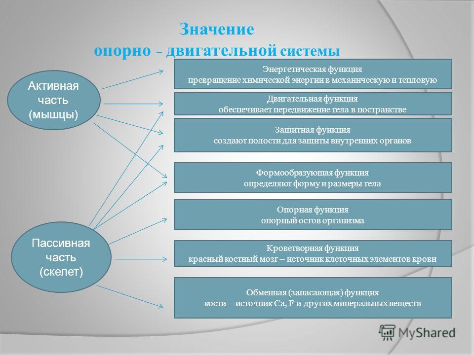 Суставы скелет мышечная система Суставы скелет мышечная система