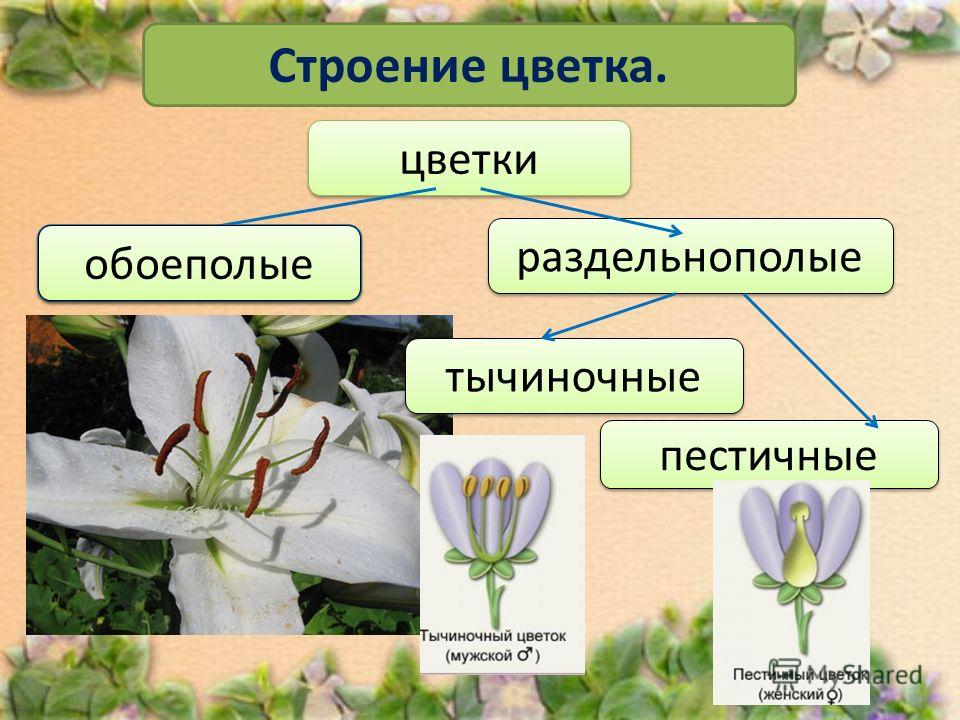 Строение цветка. цветки раздельнополые обоеполые тычиночные пестичные