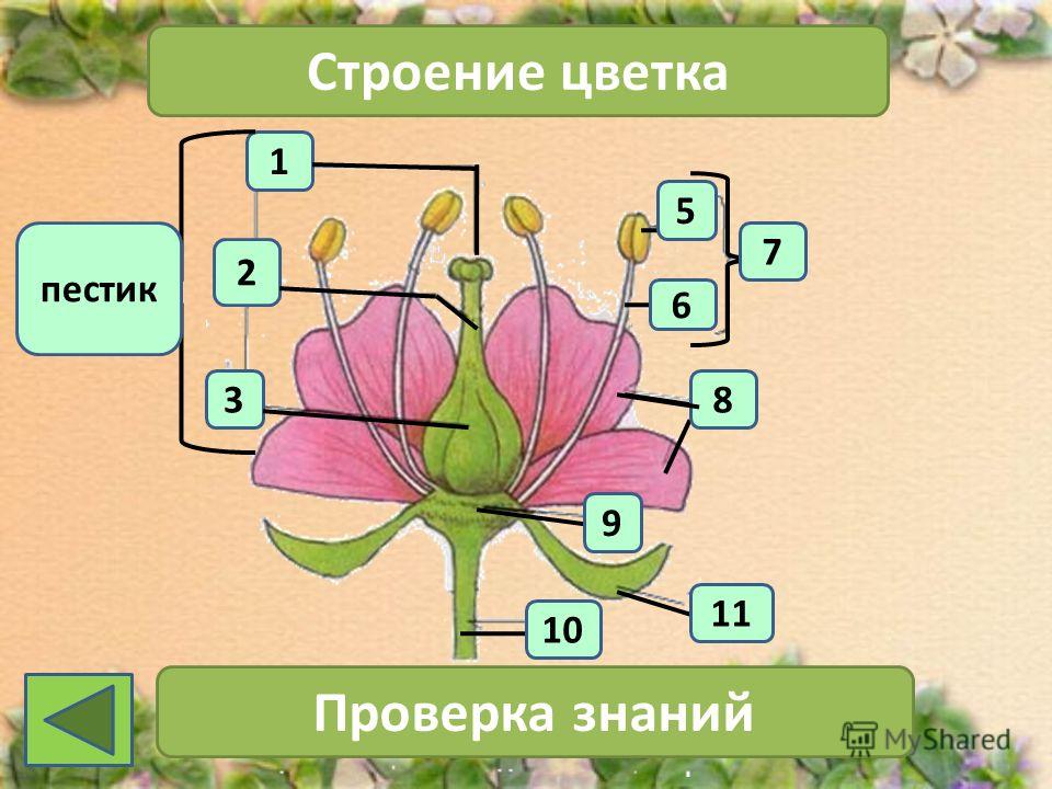 1 2 3 Строение цветка 7 Проверка знаний 11 10 6 5 8 9 пестик