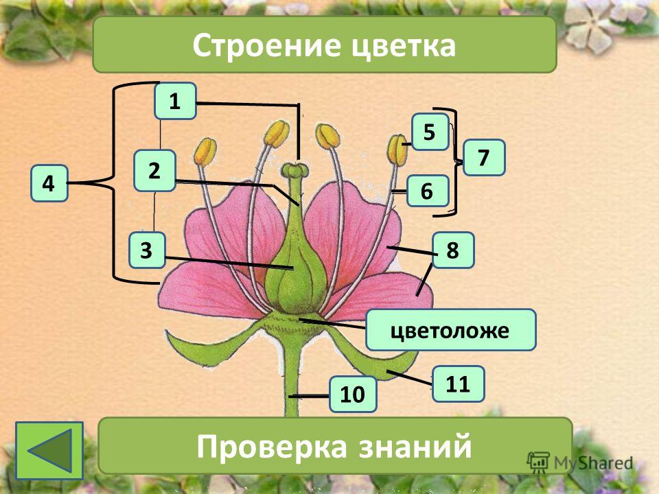 1 4 2 3 Строение цветка 7 Проверка знаний 11 10 6 5 8 цветоложе
