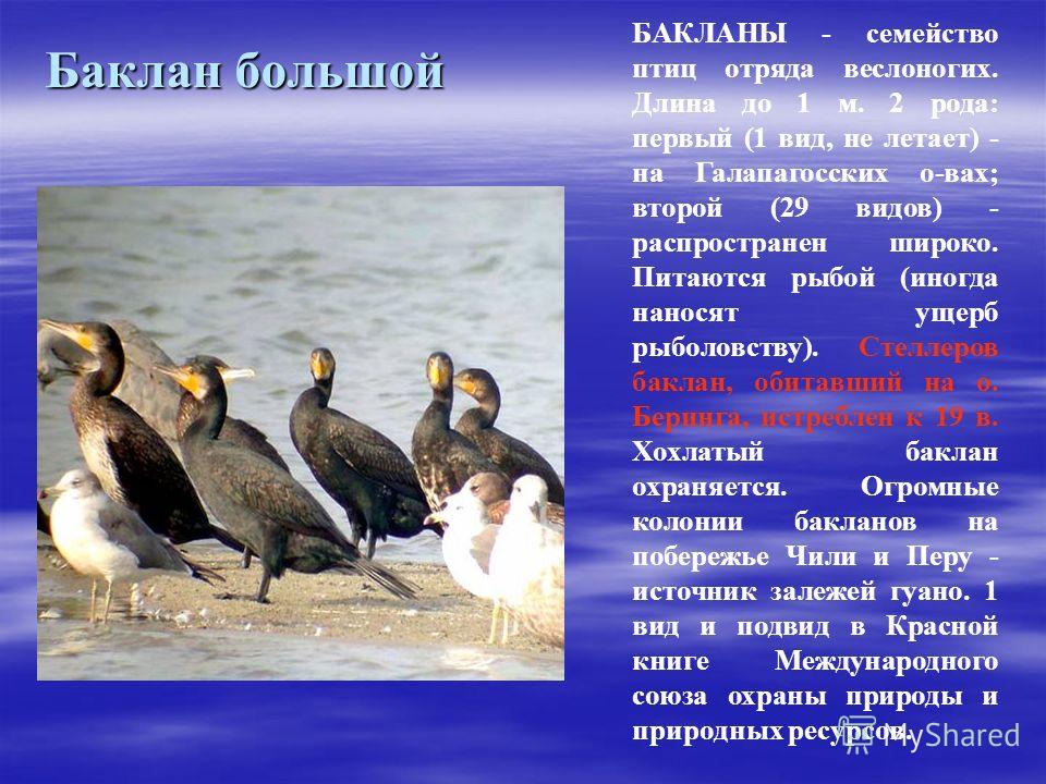 Как сделать красную книгу про животных