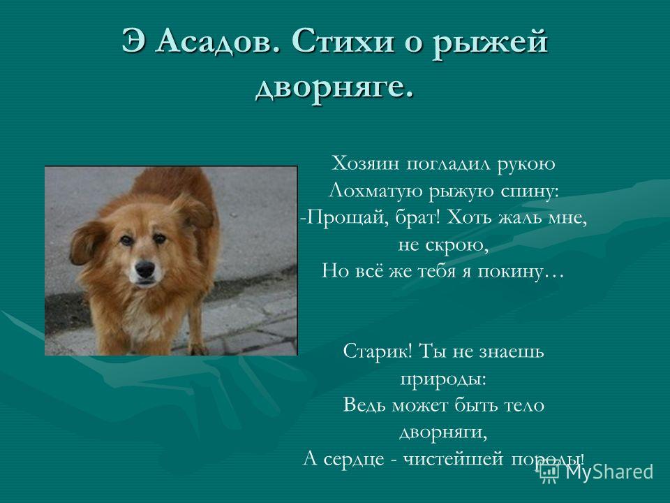 Стих про рыжею дворнягу Стих про рыжею дворнягу
