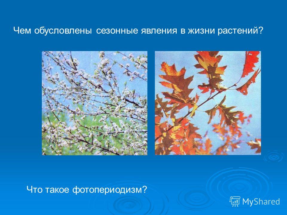 Какова связь между сезонными изменениями и ростом