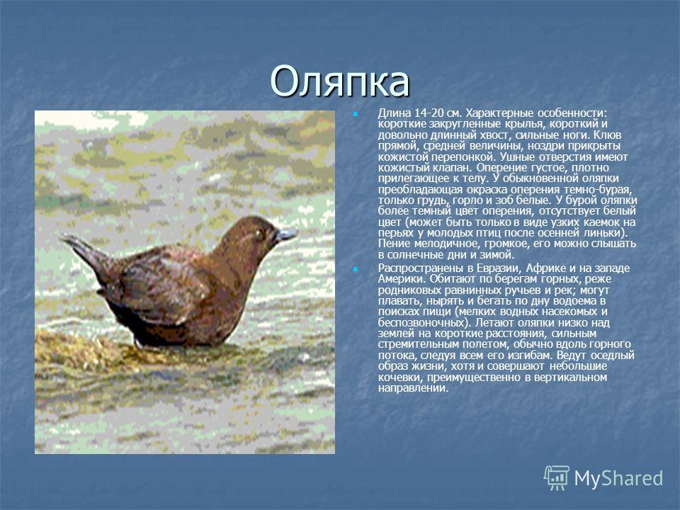 Eurasian Dipper (Cinclus cinclus). Birds of Kyrgyzstan.
