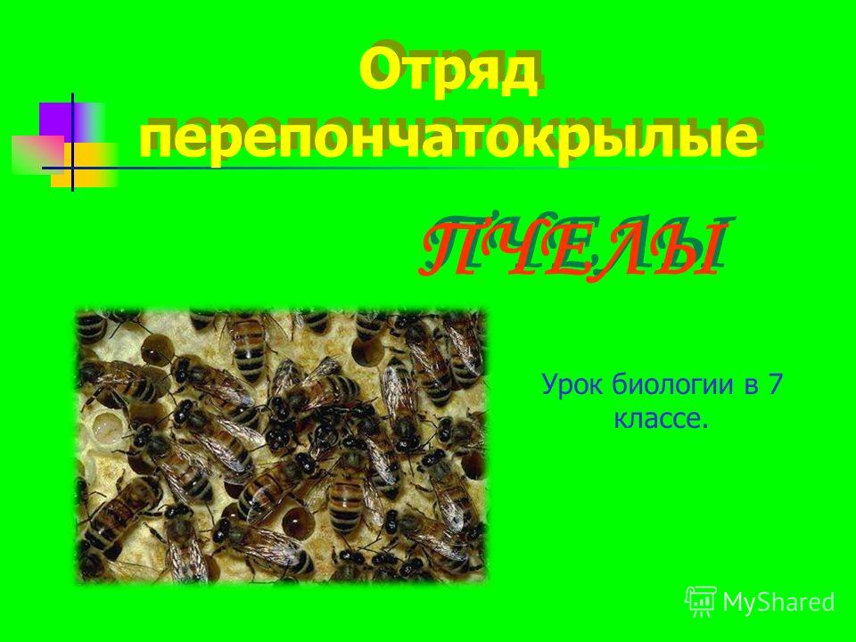 Биология 7 класс презентация пчелы
