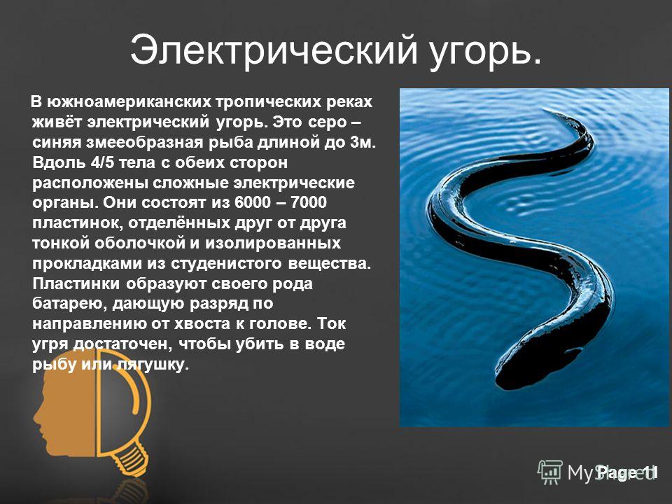 Как бьет током электрический угорь Как бьет током электрический угорь