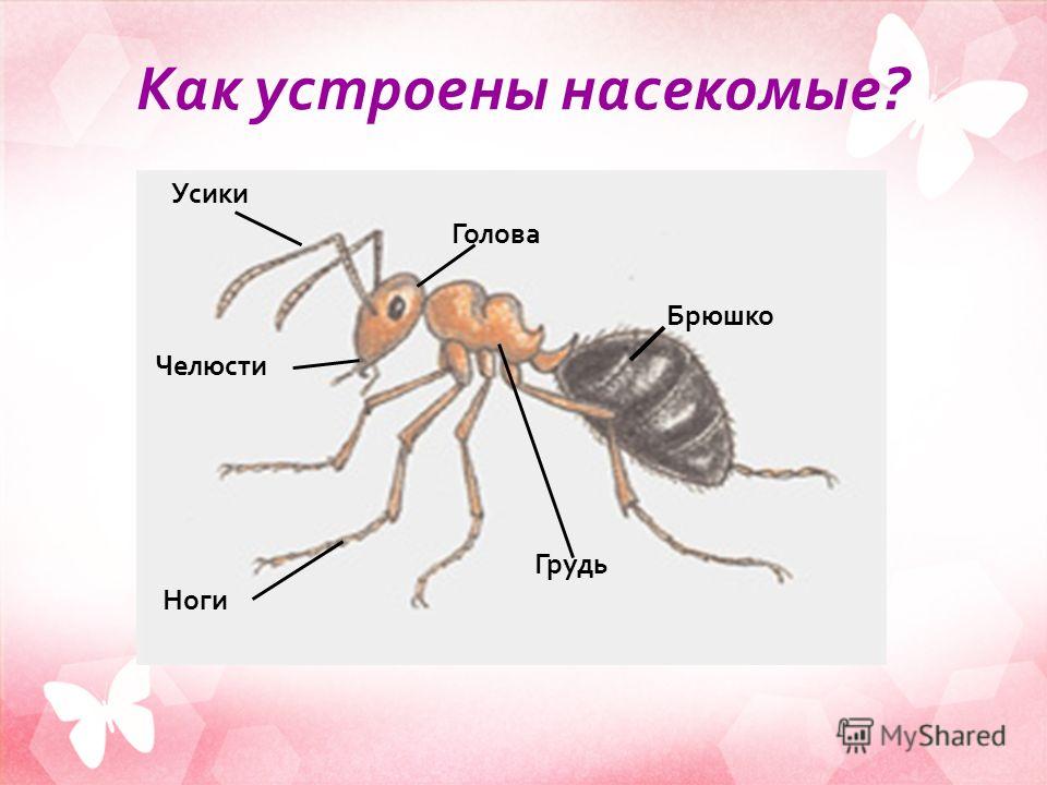 Как устроены насекомые ? Брюшко Усики Голова Грудь Ноги Челюсти