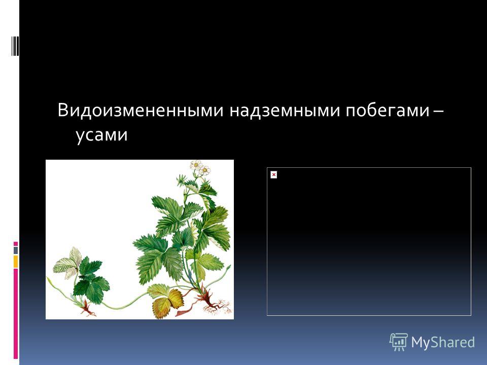 Примеры растений имеющих надземные видоизмененные побеги